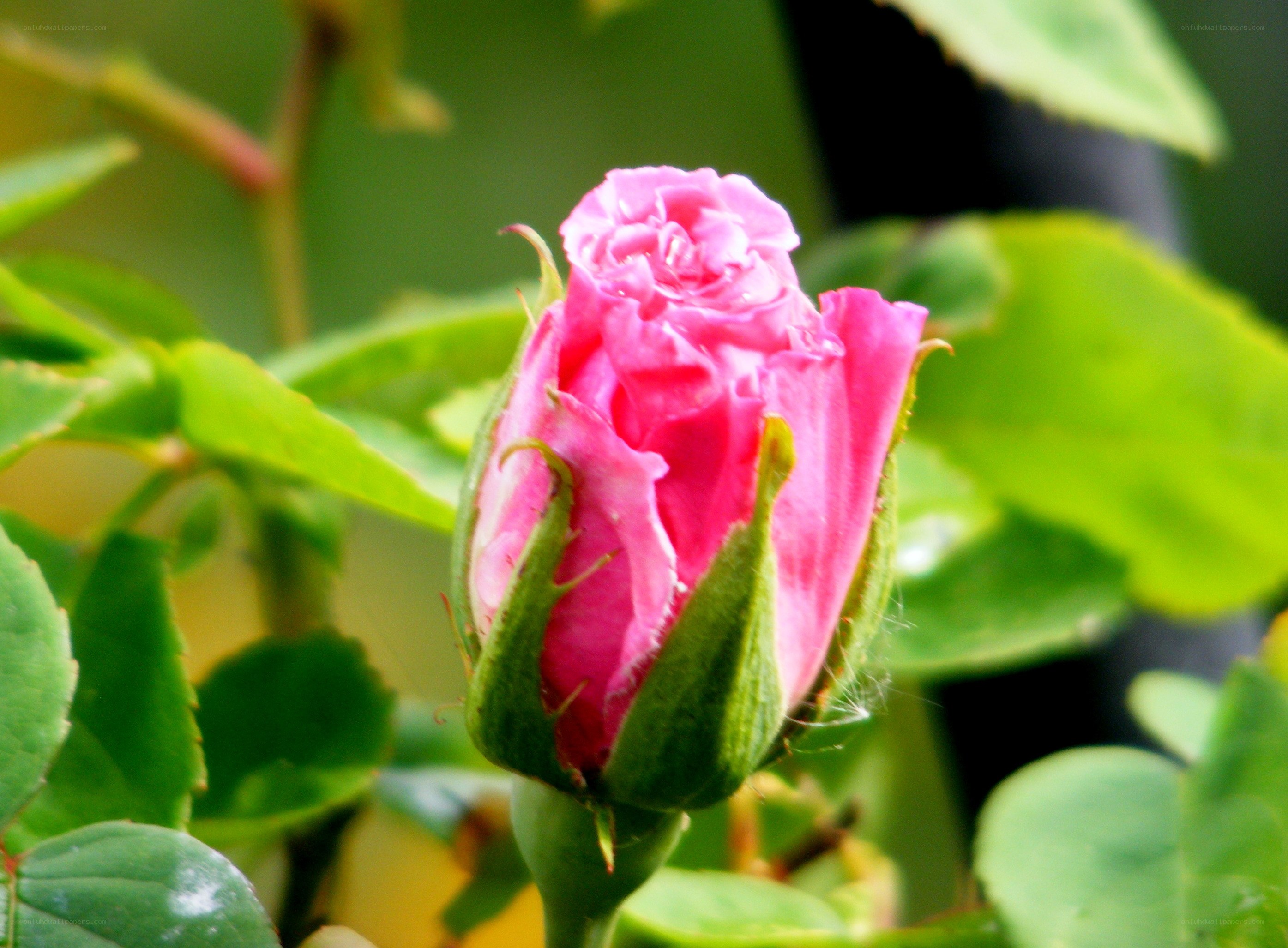Pink rosebud in bloom
