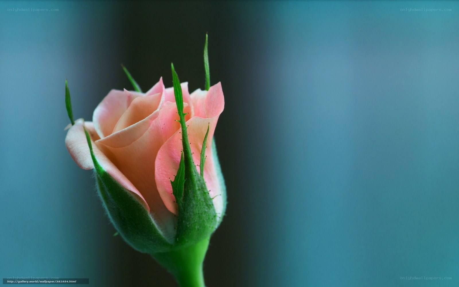 Pink rosebud in bloom