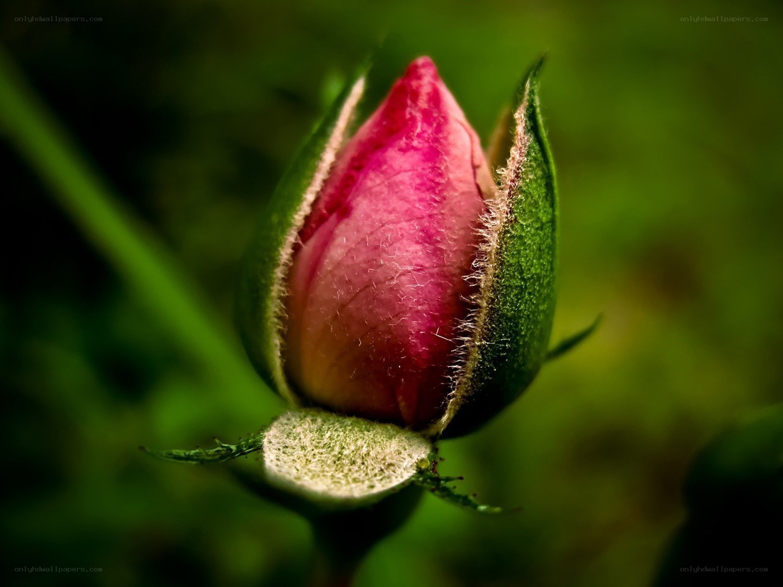 Pink rosebud in bud