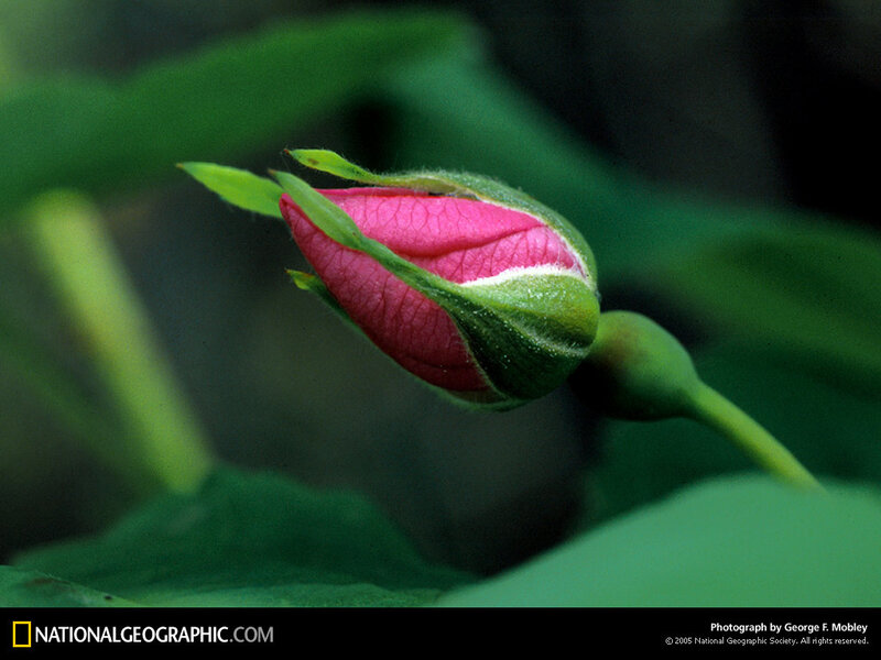 Pink rosebud in bud