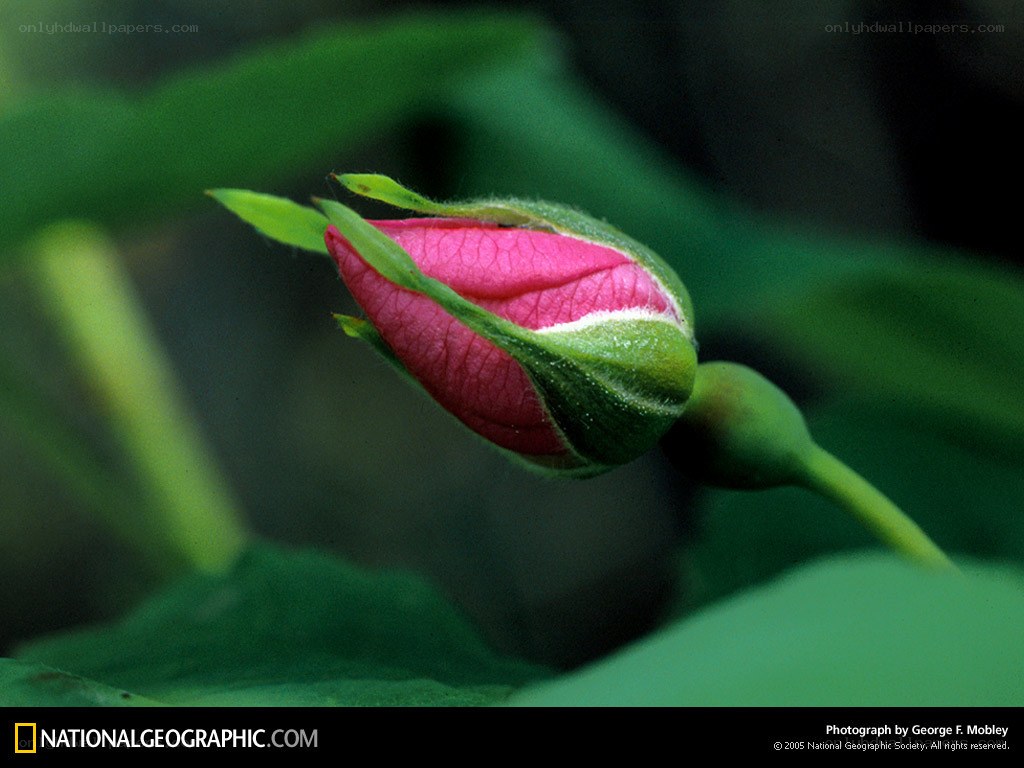 Pink rosebud in bud