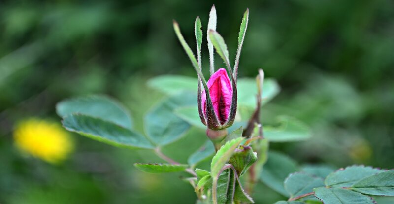 Pink Rosebud in Bud — Serene