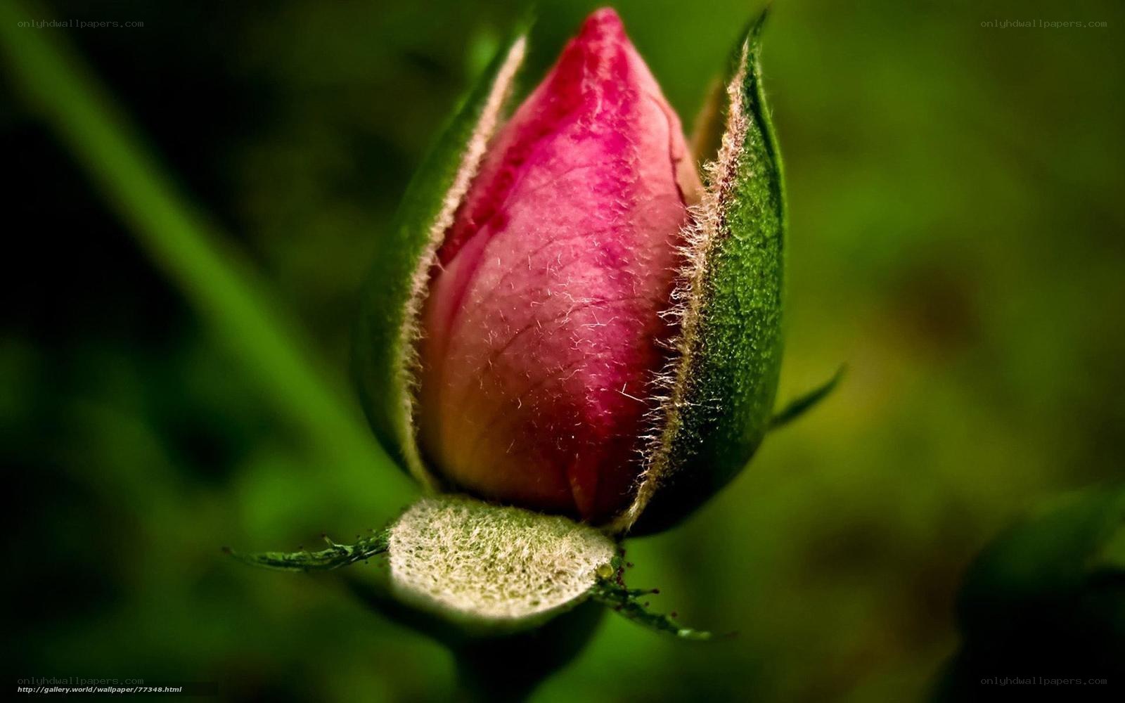 Pink rosebud in bud