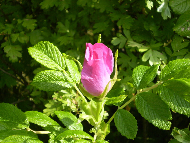 Pink Rosebud in Foliage