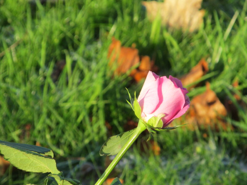 Pink Rosebud in Grass
