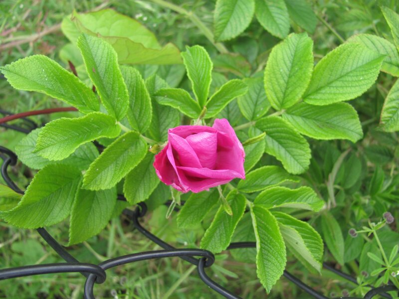 pink rosebud in green foliage