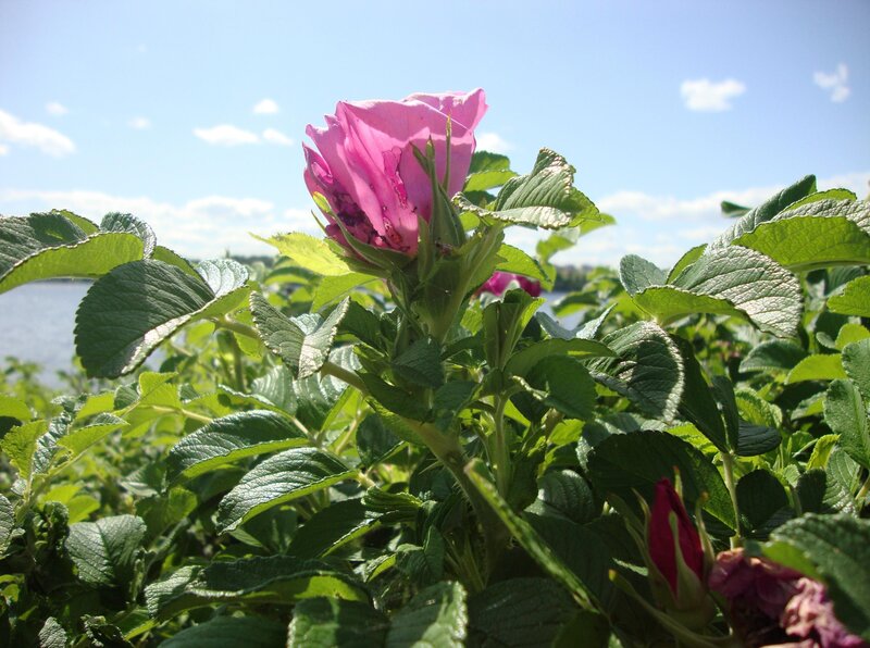 Pink rosebud in green foliage