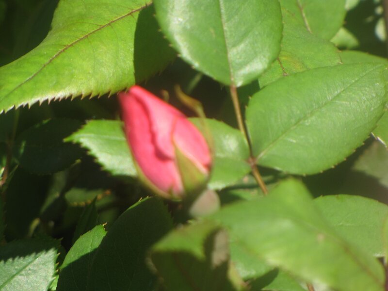 Pink Rosebud in Leaves