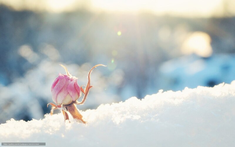 Pink rosebud in snow