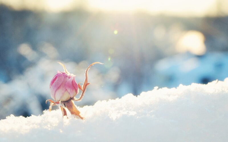 Pink Rosebud in Snow — White