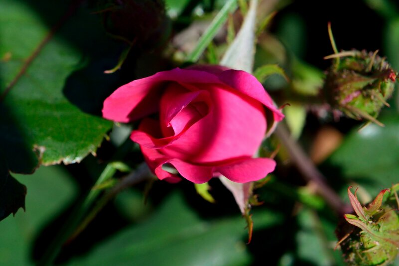 Pink Rosebud — Natural
