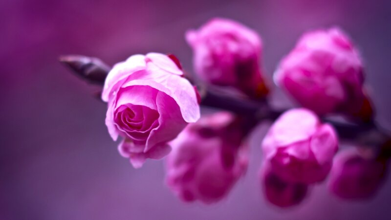 Pink Rosebud on Branch — Purple