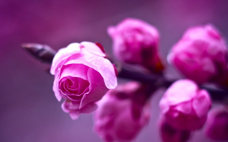 Pink Rosebud on Branch