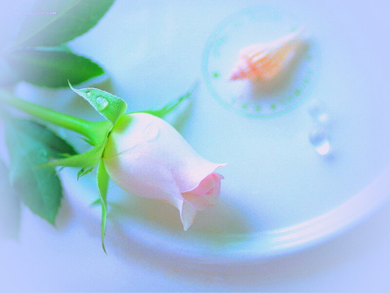 Pink Rosebud on Plate