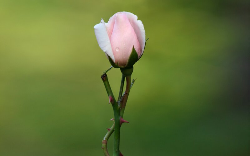 Pink Rosebud on Stem