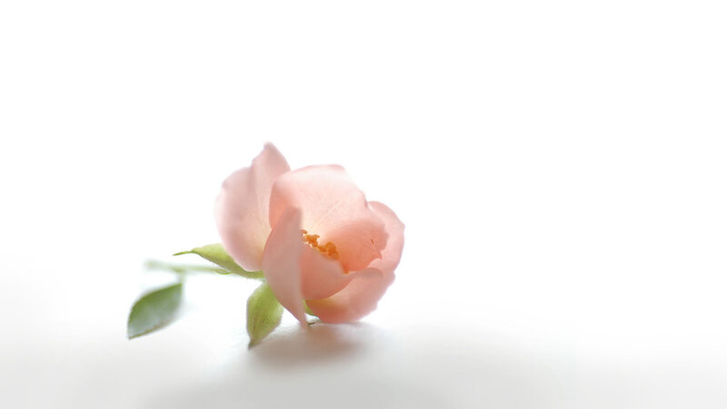 Pink Rosebud on White