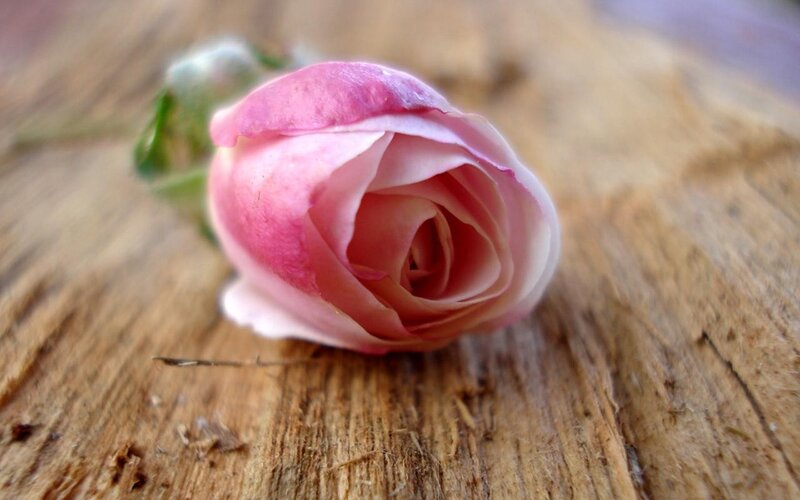 Pink rosebud on wood