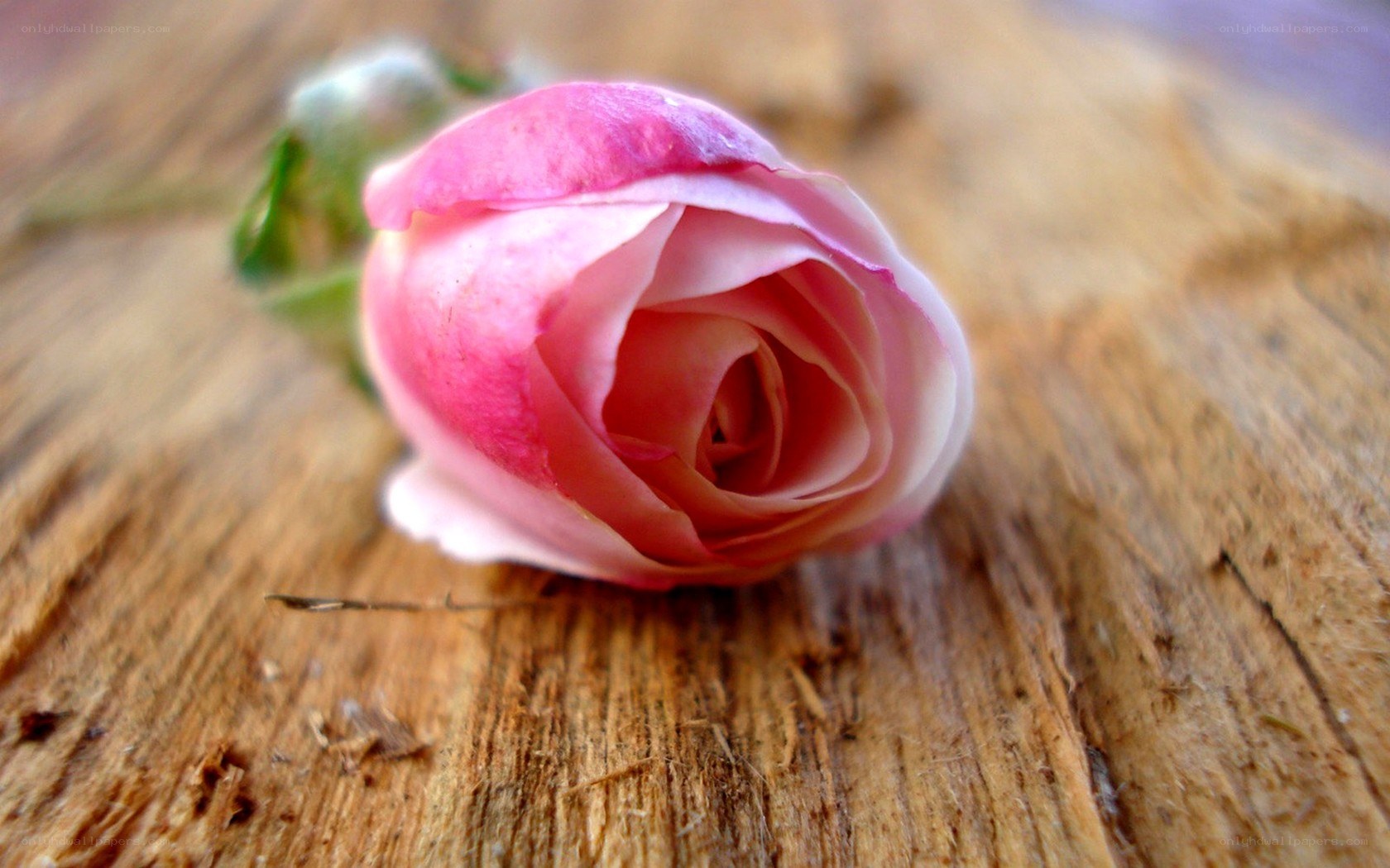 Pink rosebud on wood