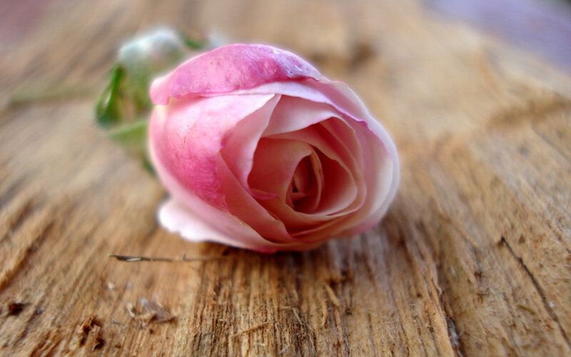 Pink rosebud on wood