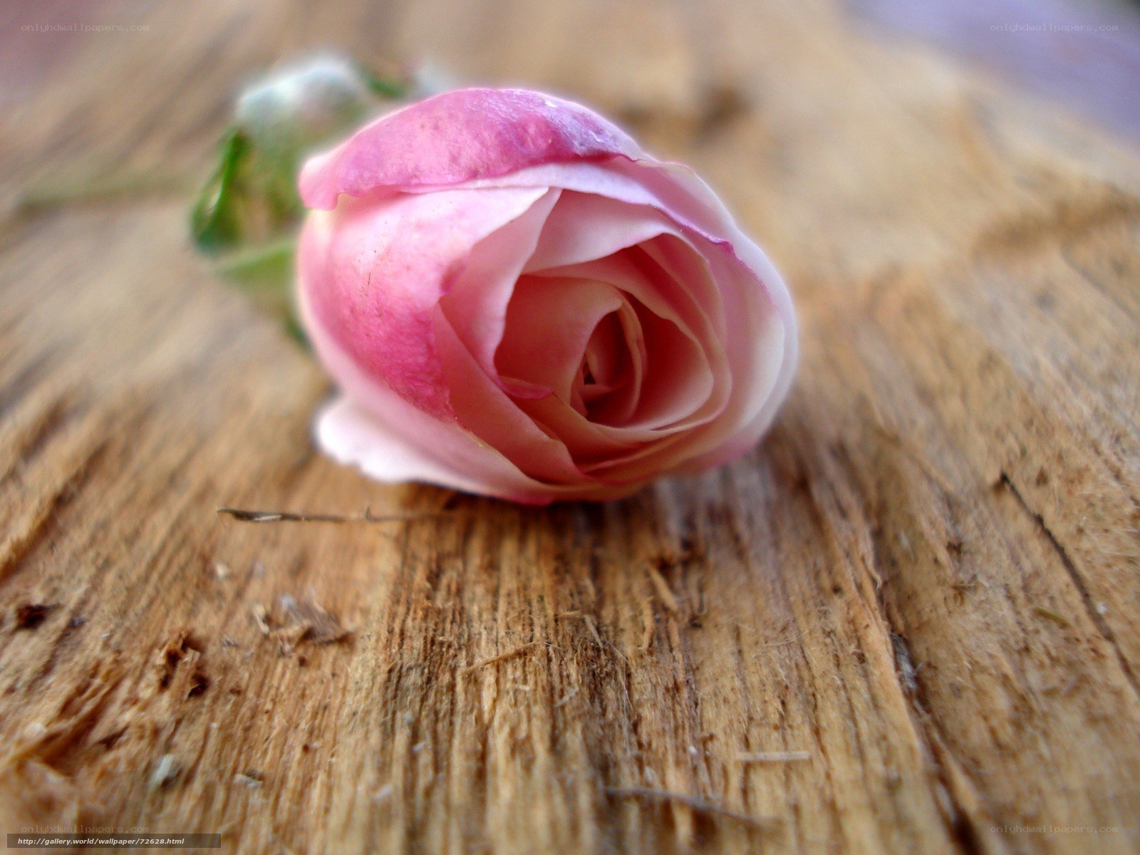 Pink rosebud on wood