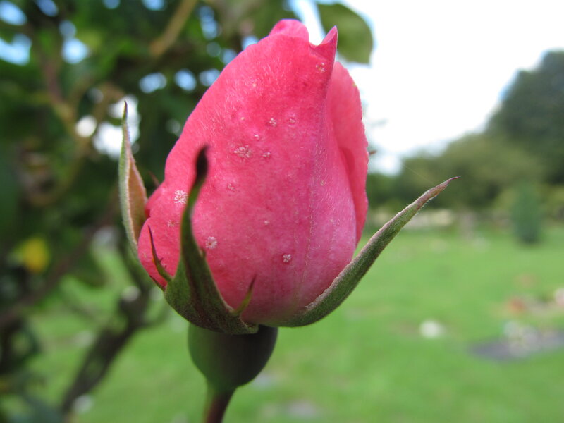 Pink Rosebud — Serene, Afternoon, Photograph
