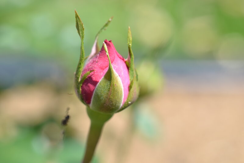 Pink Rosebud — Serene, Afternoon