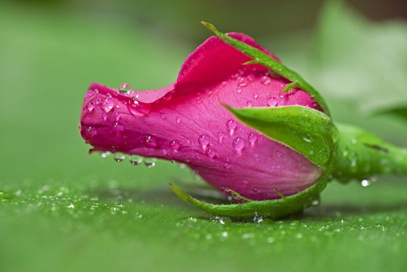 Pink Rosebud — Serene, Morning