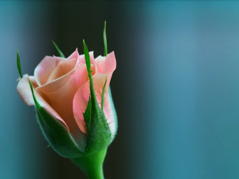Pink Rosebud — Serene, Photograph, Green Sepals