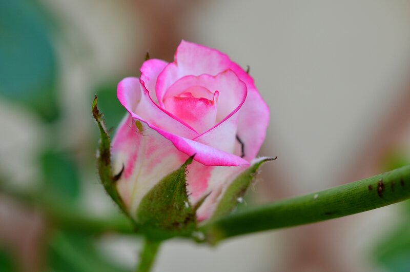 Pink Rosebud — Serene, Photograph, Green Stem