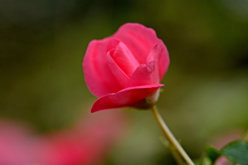 Pink Rosebud — Serene, Photograph, Stem