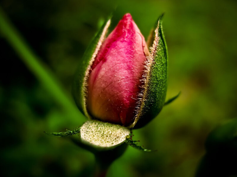 Pink Rosebud — Serene, Photograph