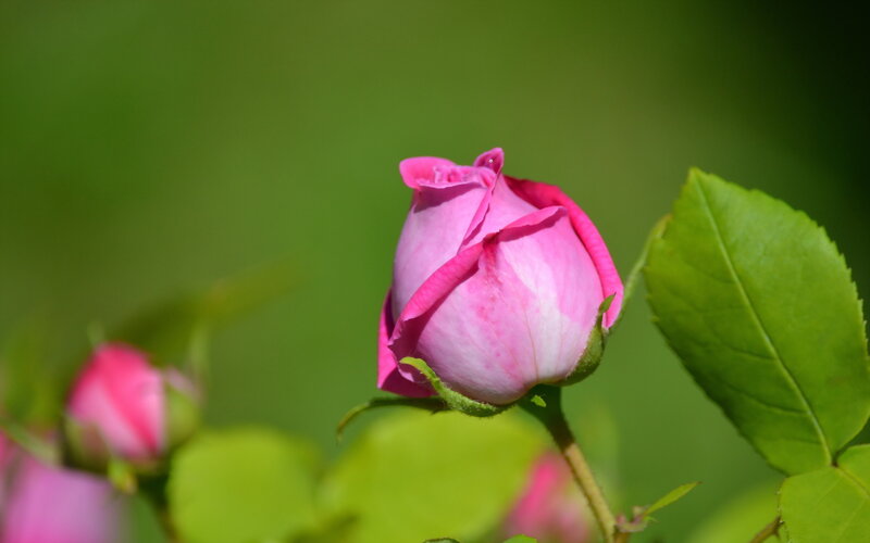 Pink Rosebud — Serene, Spring, Photograph