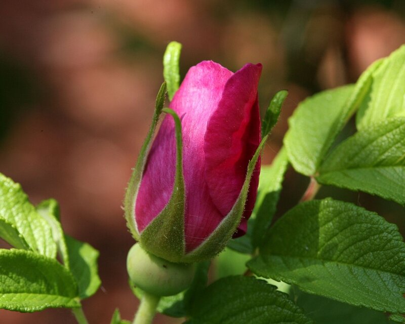 Pink Rosebud — Serene, Spring