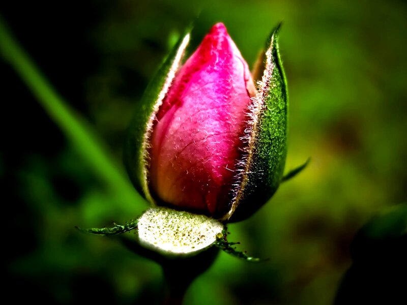 Pink Rosebud — Serene