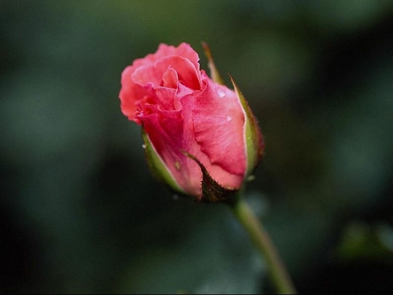 Pink Rosebud