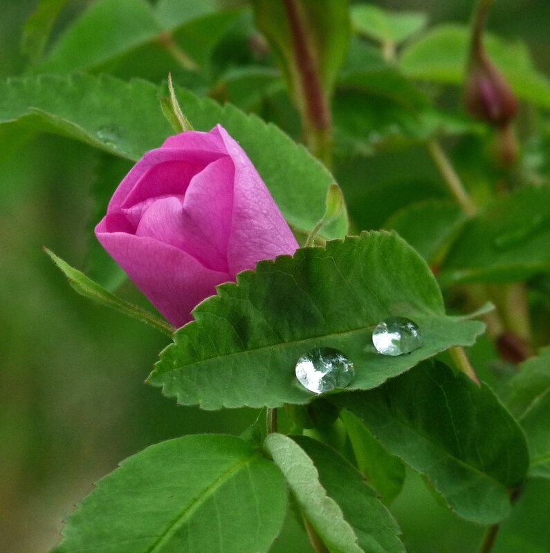 Pink rosebud with dew drops