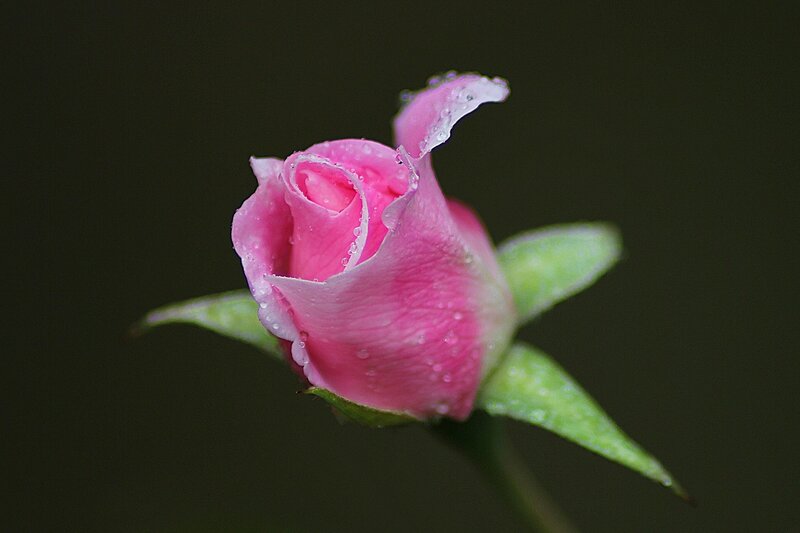 Pink Rosebud with Dew — Serene