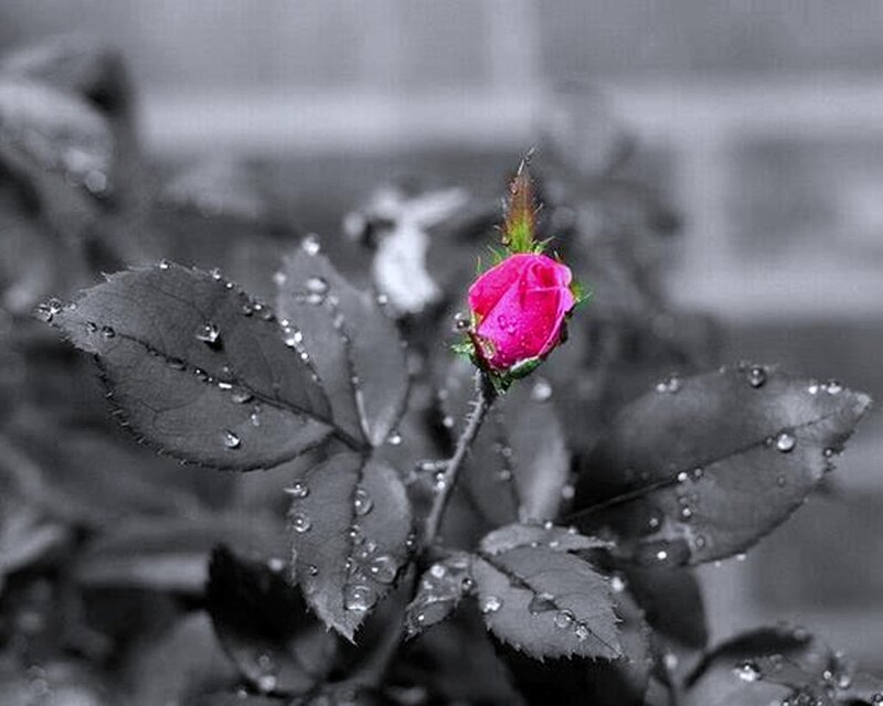 Pink Rosebud with Dew