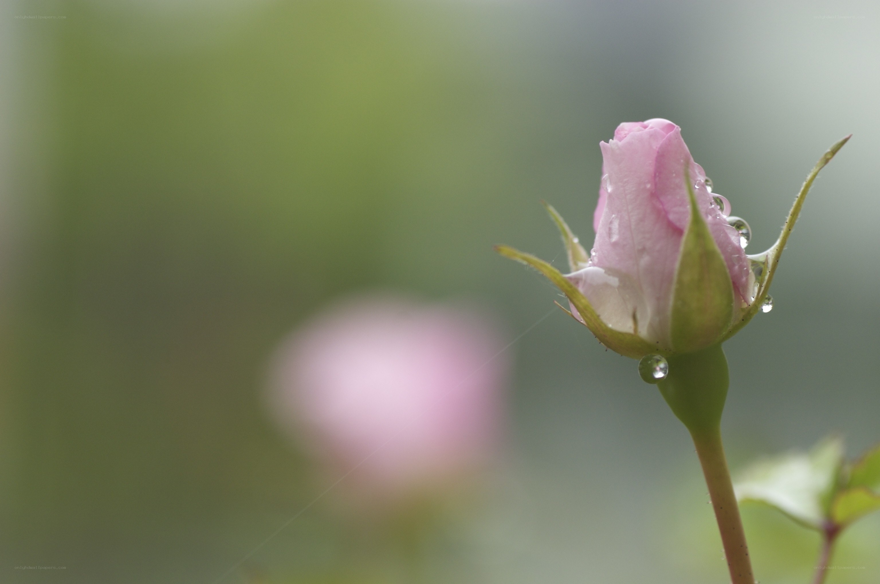 Pink rosebud with dewdrops