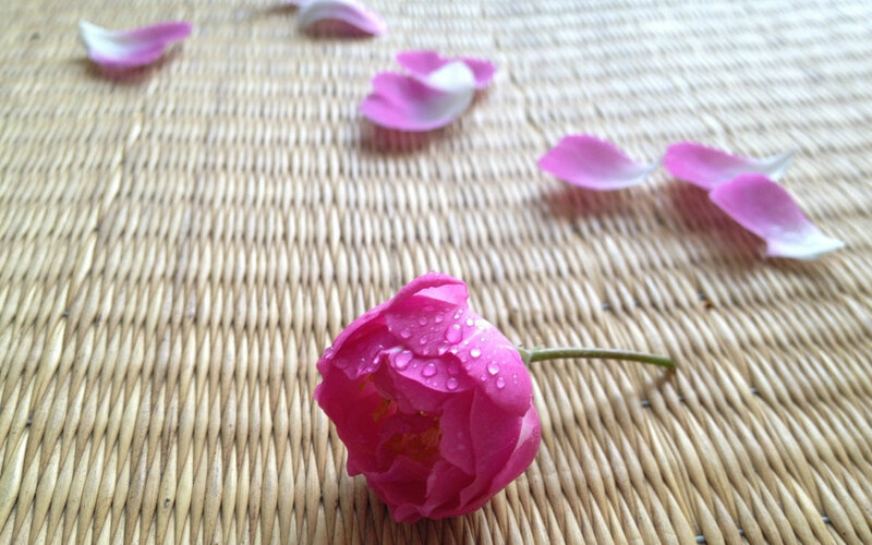 Pink Rosebud with Petals