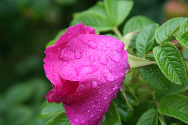 Pink Rosebud with Water Droplets — Calm