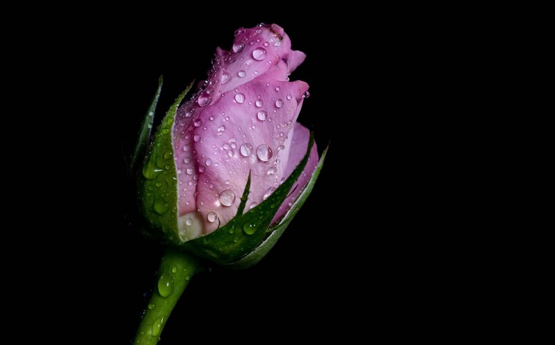 Pink Rosebud with Water Droplets — Purple