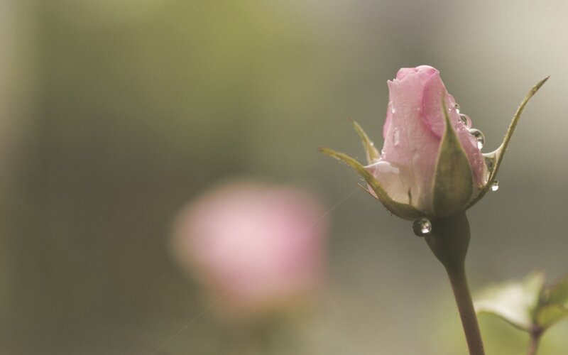 Pink Rosebud with Water Droplets — Serene, Morning, Photograph