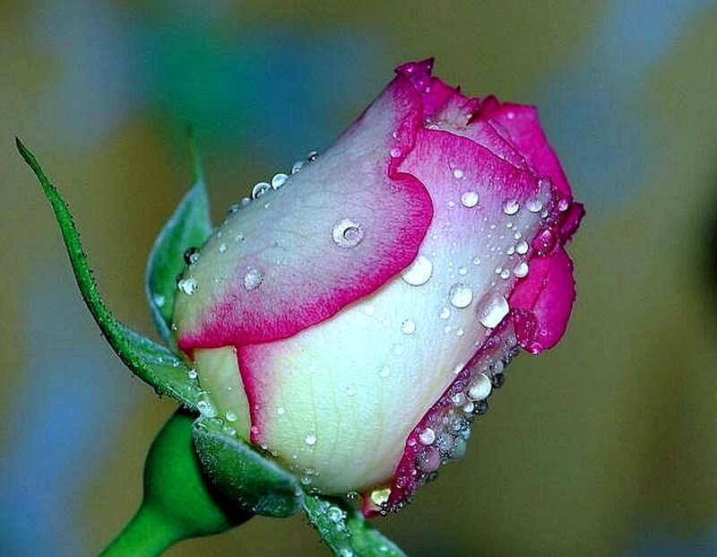Pink Rosebud with Water Droplets — Serene, Photograph, Water Droplets
