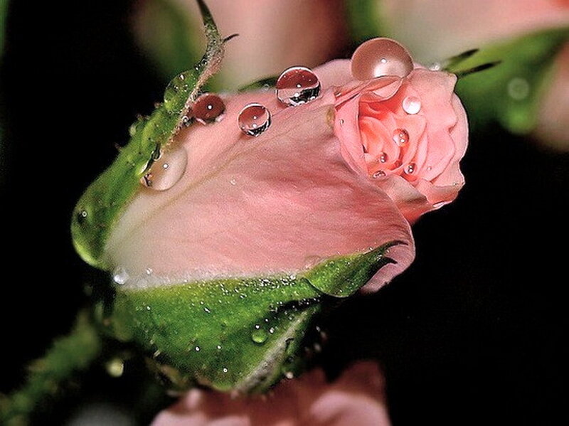 Pink Rosebud with Water Droplets — Serene