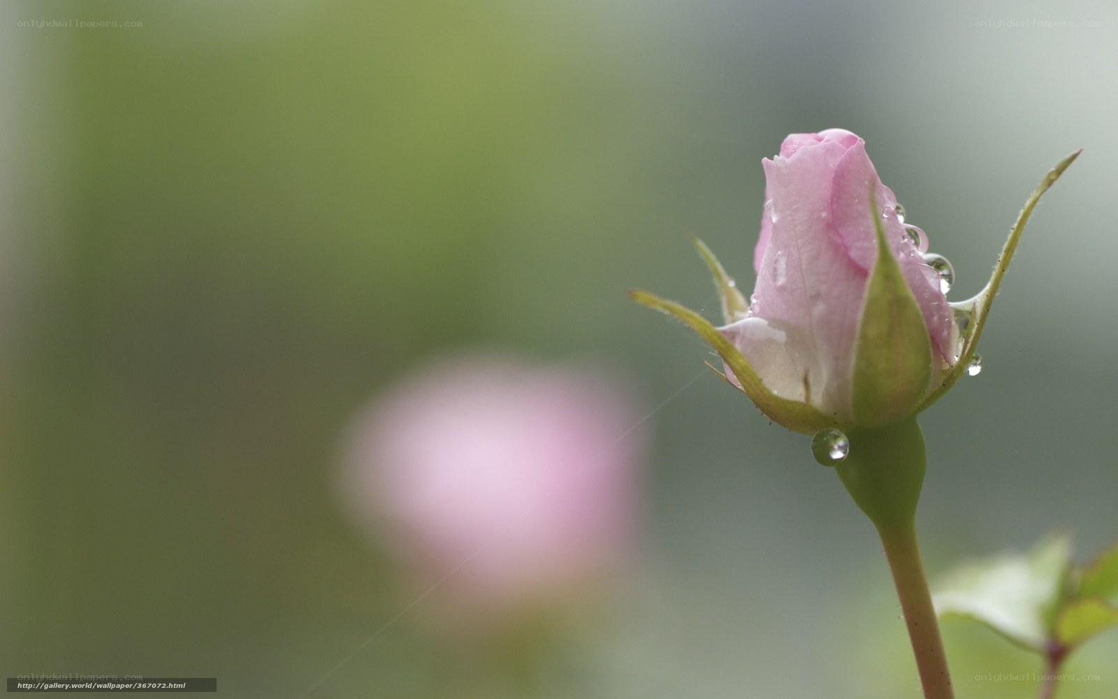 Pink rosebud with water droplets