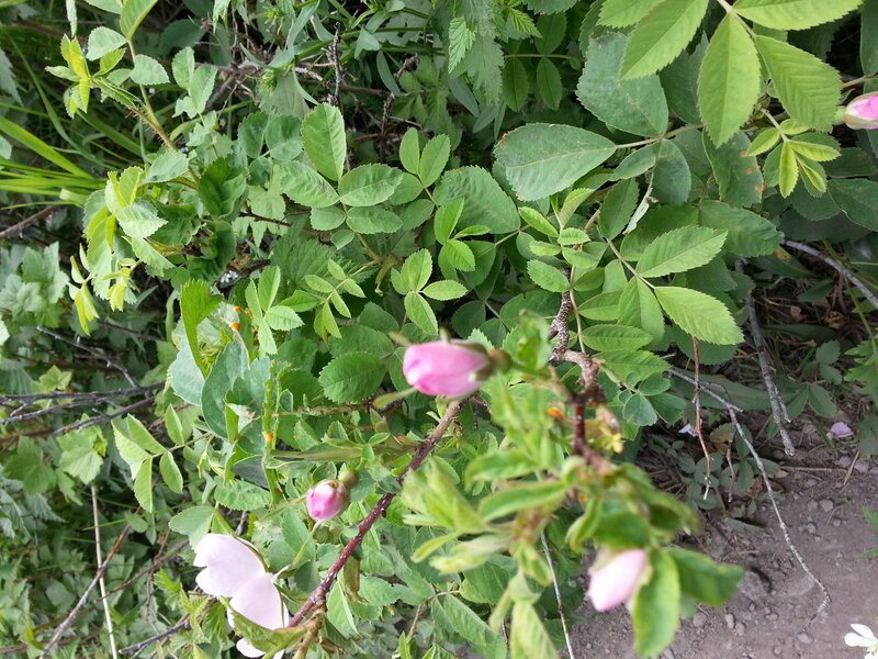 Pink Rosebuds on Bush