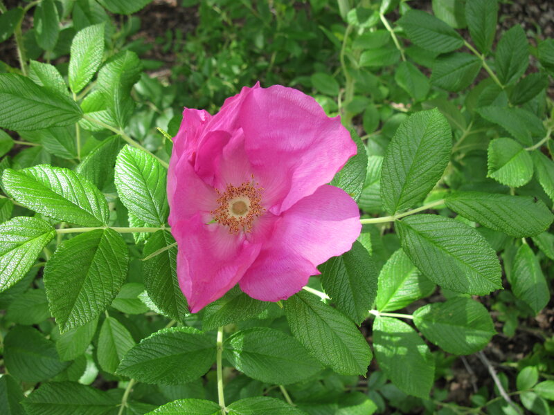 Pink Rosebush Flower