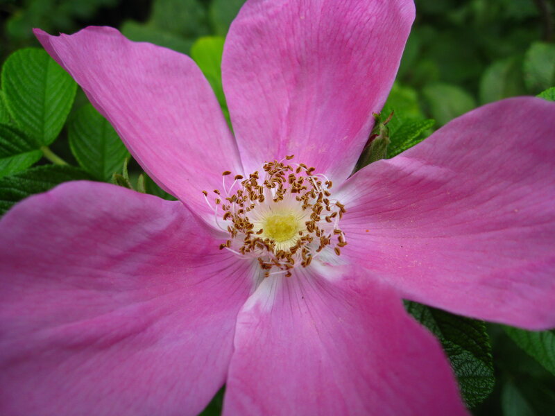 pink rosehip flower close-up