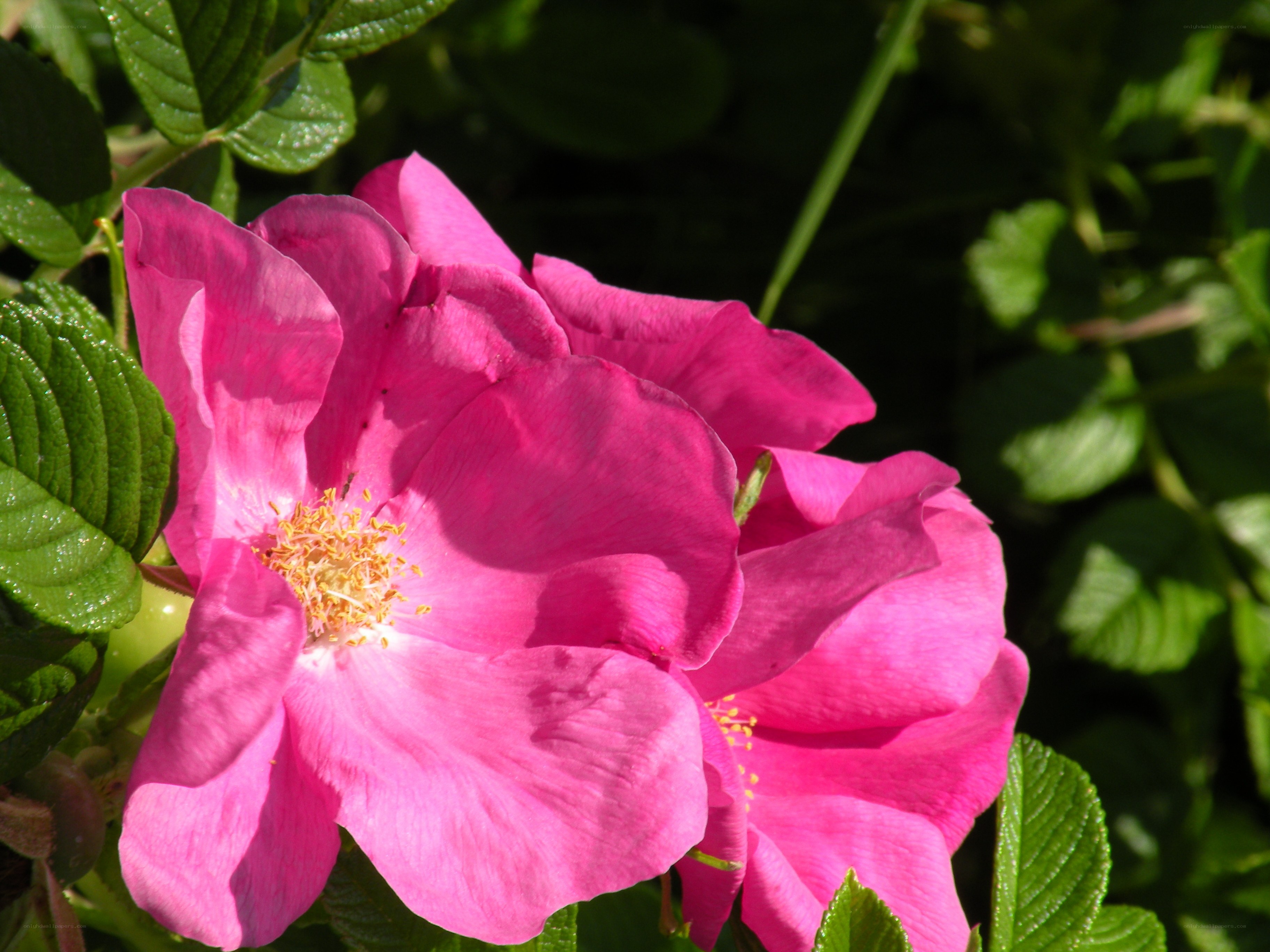 Pink rosehip flower in bloom